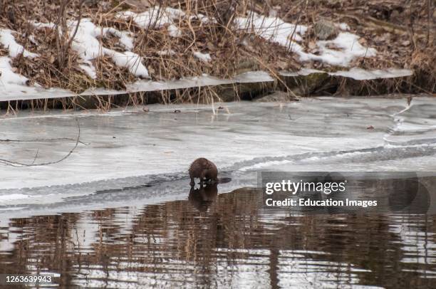 Vadnais Heights, Minnesota, Vadnais Lake Regional Park. American mink, Neovison bison walking on ice sheet in the winter.