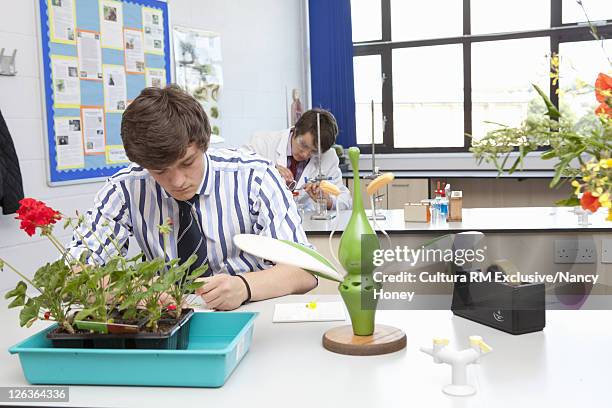 student working at desk in class - students plant lab stock pictures, royalty-free photos & images