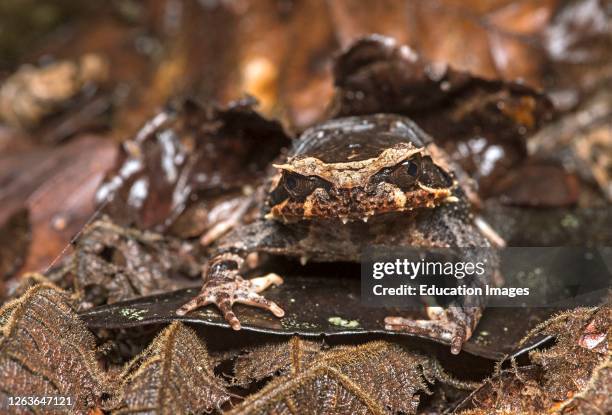 Kinabalu horned frog, Megophrys baluensis, endemic to Sabah, Megophryidae family, Kinabalu National Park, Sabah, Borneo, Malaysia.