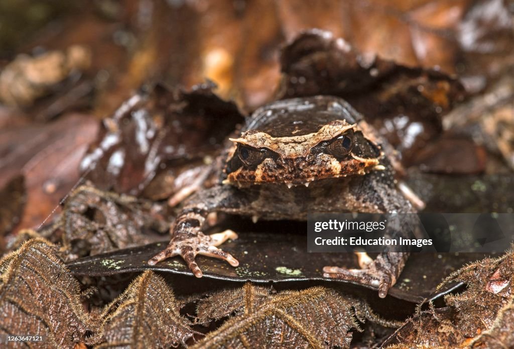 Kinabalu horned frog, Megophrys baluensis, endemic to Sabah, Megophryidae family, Kinabalu National Park, Sabah, Borneo, Malaysia