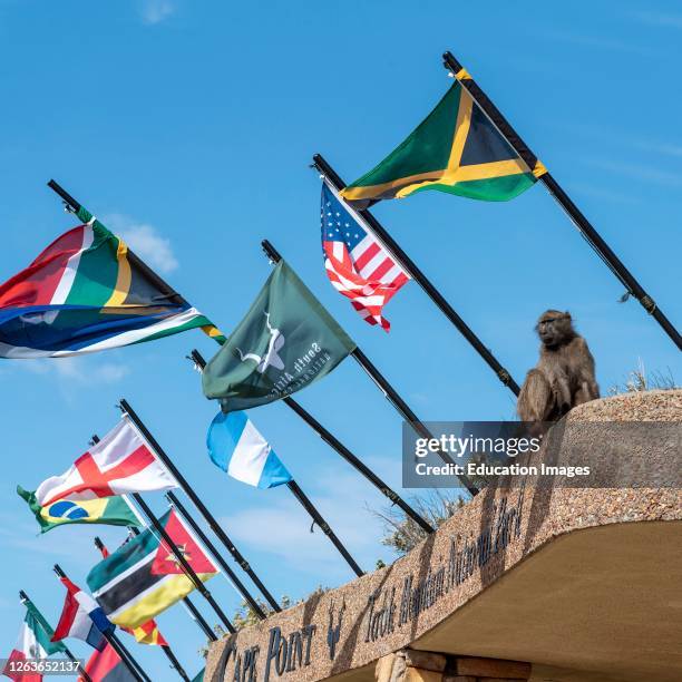 Cape Point, Western Cape, South Africa, A Chacma baboon among flags at Cape Point in the Table Mountain National Park. .