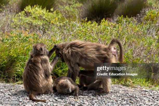 Table Mountain National Park, Cape Peninsula, South Africa, A family of baboons on the roadside.