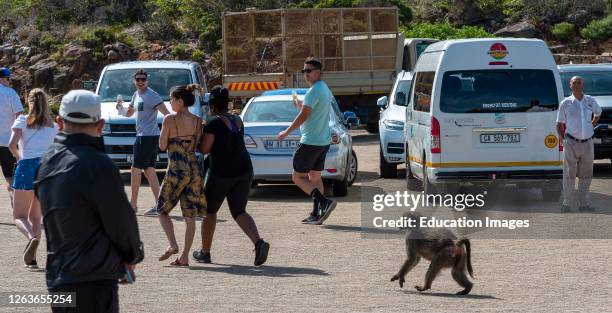 Cape Point, South Africa, A wild baboon frightens tourists in the parking lot at Cape Point in the Table Mountain National Park.