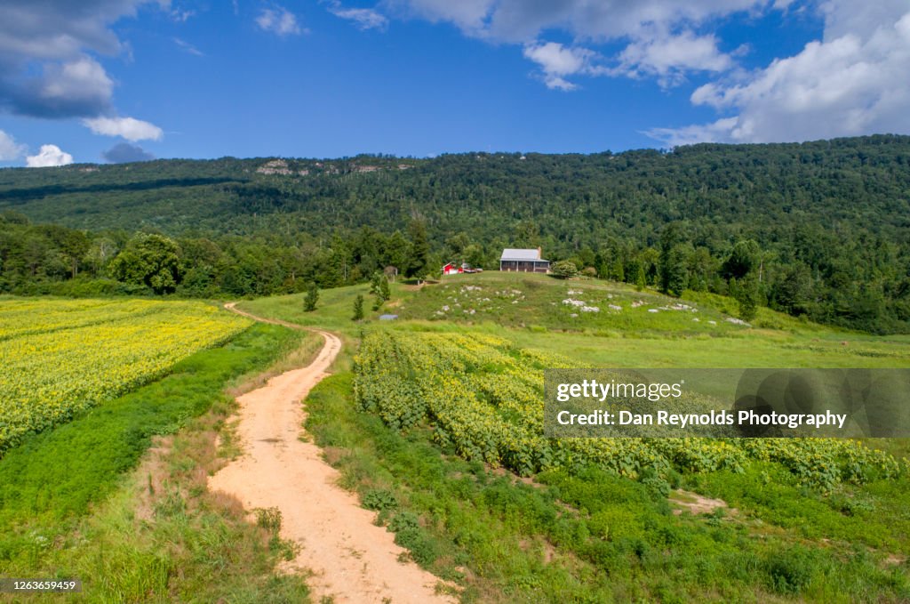 Aerial view of sun flowers Valley and Mountain Range