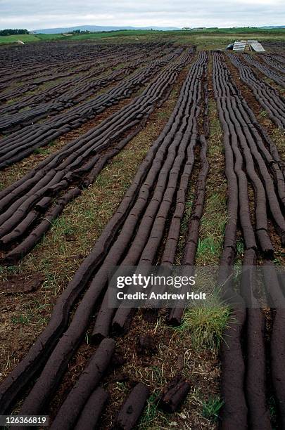 rows and rows of freshly cut peat  lining the northern irish countryside. - peat stock pictures, royalty-free photos & images