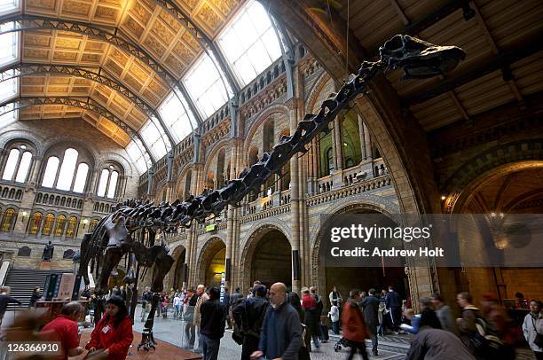 an enormous skeleton of a diplodocus dominates the central hall of the natural history museum. the natural history museum was built in 1881 to house the british museum's growing collection of natural history specimens. the vast building is a masterpiece i - diplodocus stockfoto's en -beelden