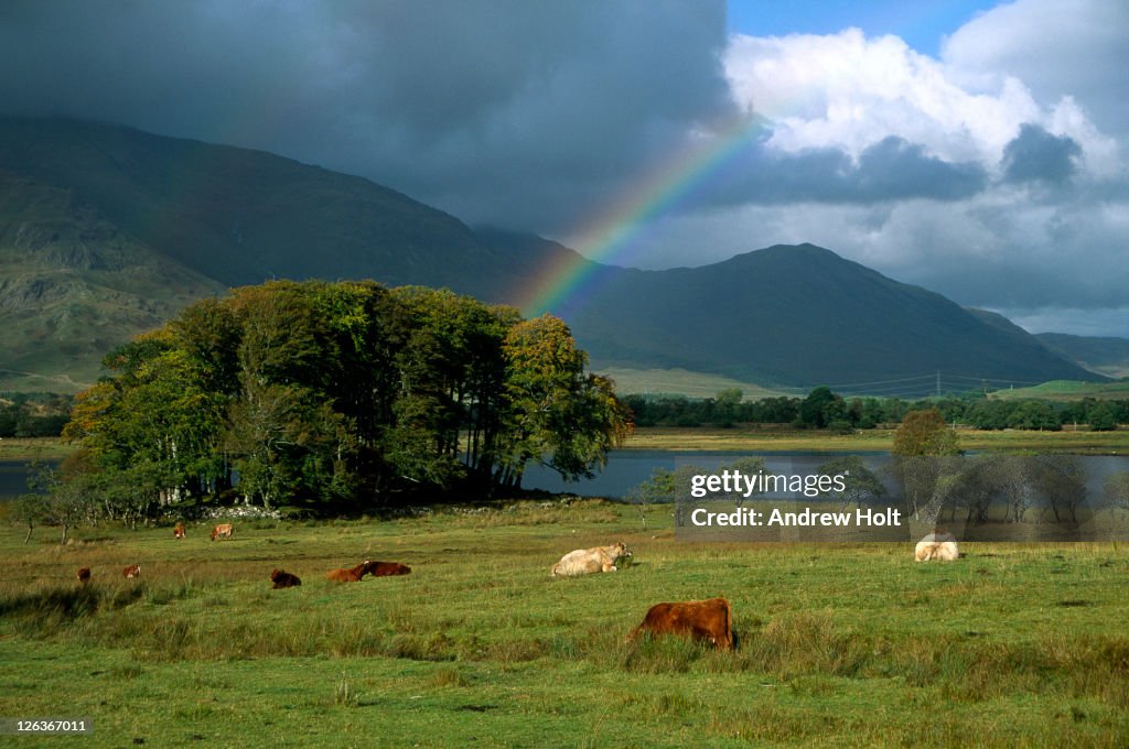 A rainbow arches over highland cattle grazing in fields surrounding Loch Awe. Loch Awe (Scottish Gaelic: Loch Obha) is a large body of water in Argyll and Bute, Scotland.