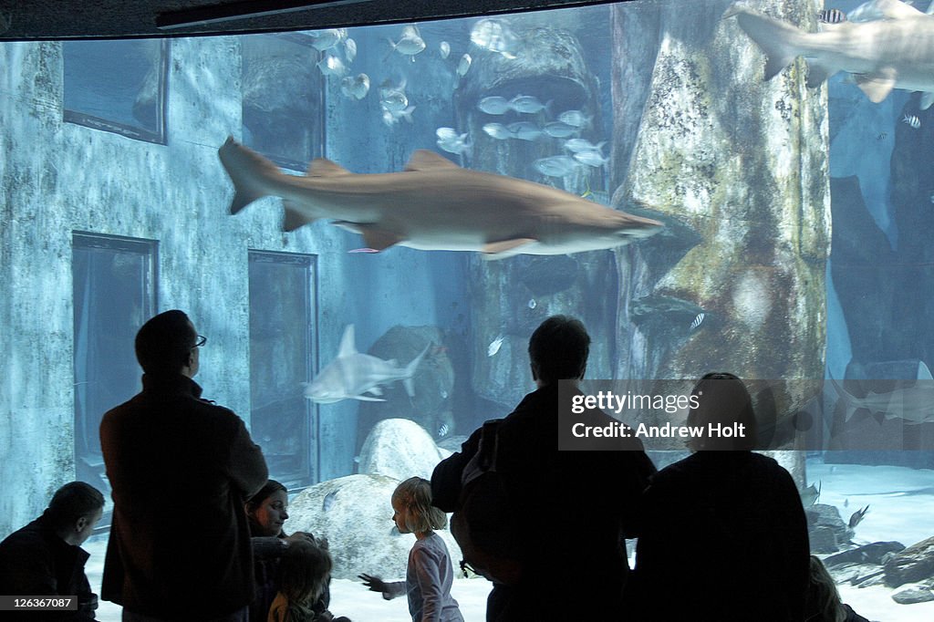 People watching sharks and other fish swimming in London Aquarium. More then 3,000 forms of marine life can be found swimming around under the former offices of the Grater London Council in County Hall, one of Europe's largest aquariums.
