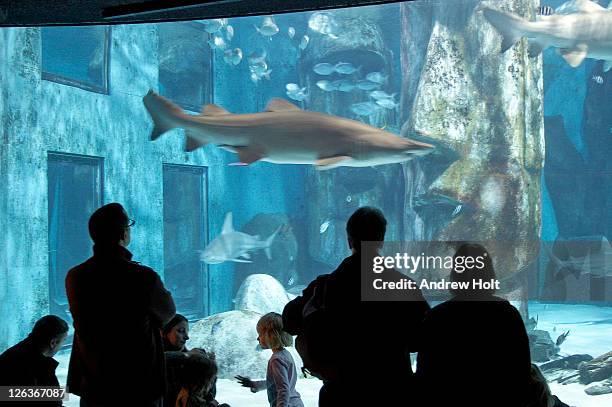 people watching sharks and other fish swimming in london aquarium. more then 3,000 forms of marine life can be found swimming around under the former offices of the grater london council in county hall, one of europe's largest aquariums. - sea life london aquarium stock pictures, royalty-free photos & images