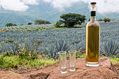 Landscape of planting of agave plants to produce tequila. Tequila bottle on big stones. Panoramic view