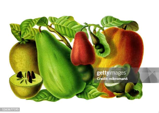 old engraved illustration of a tropical fruits - cashew illustration stock pictures, royalty-free photos & images