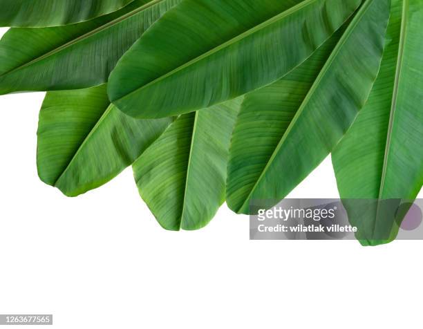 collection of banana leaf isolated on white background - árbol tropical fotografías e imágenes de stock