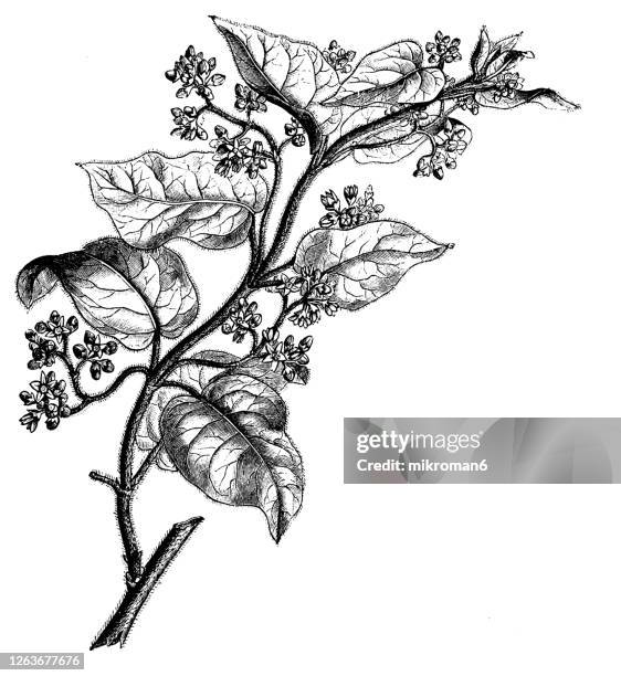 12 Marsdenia Stock Photos, HighRes Pictures, and Images Getty Images