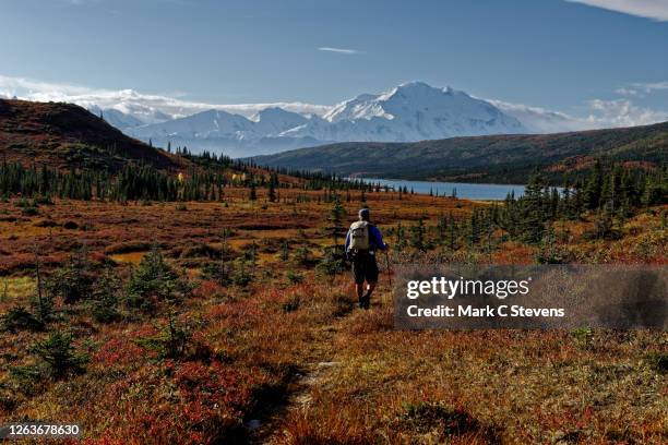 hiker in wilderness. - mount mckinley stock-fotos und bilder