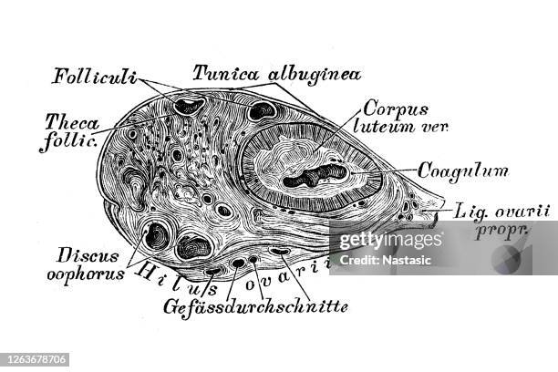 vertical cut through an ovary - ovaries stock illustrations