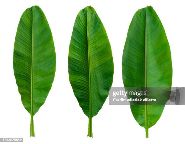 collection of banana leaf isolated on white background - bananenblad stockfoto's en -beelden