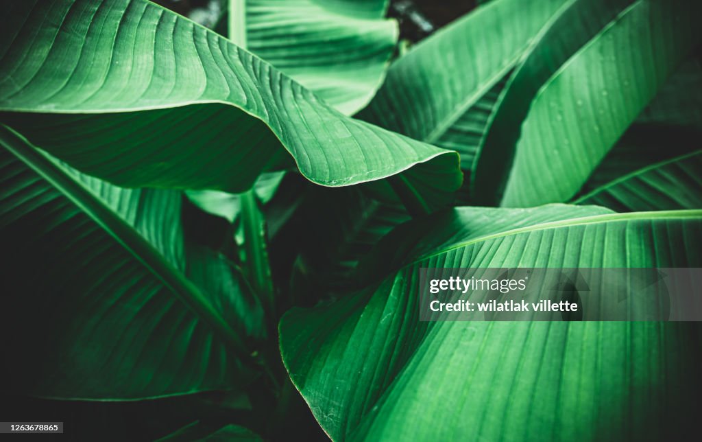 Banana leaves are green nature.