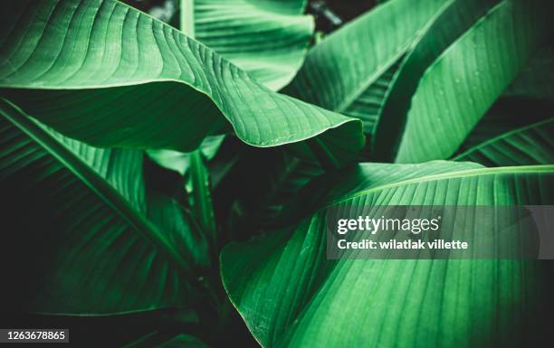 banana leaves are green nature. - green imagens e fotografias de stock