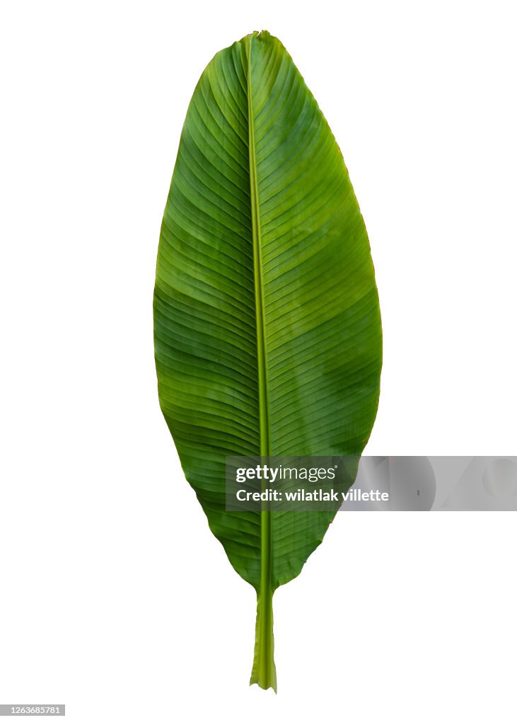 A banana leaf to use as a design element or silhouette, including a clipping path on white background
