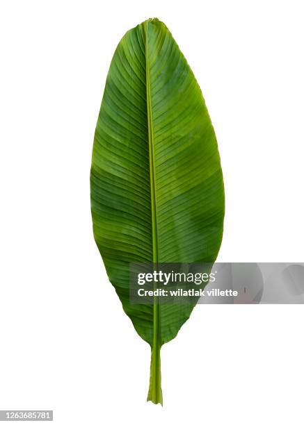 a banana leaf to use as a design element or silhouette, including a clipping path on white background - palm leaves stockfoto's en -beelden