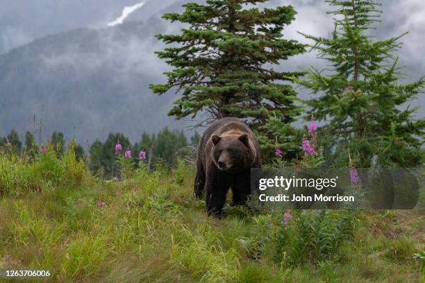 grizzlybär auf einem hügel mit blumen, wolken, bergen - rocky mountains north america stock-fotos und bilder