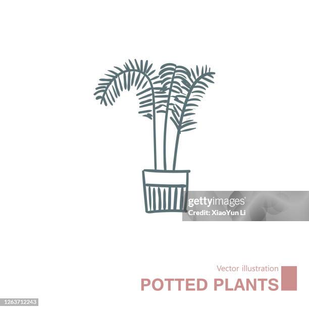 stockillustraties, clipart, cartoons en iconen met vector getrokken potplanten. - neanthe bella palm