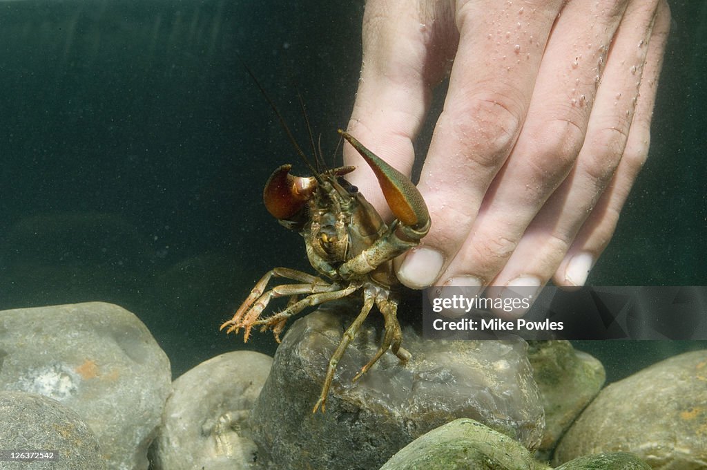 Signal crayfish, Pacifastacus leniusculus, hand picking up captive crayfish collected from River Wensum, Norfolk, UK