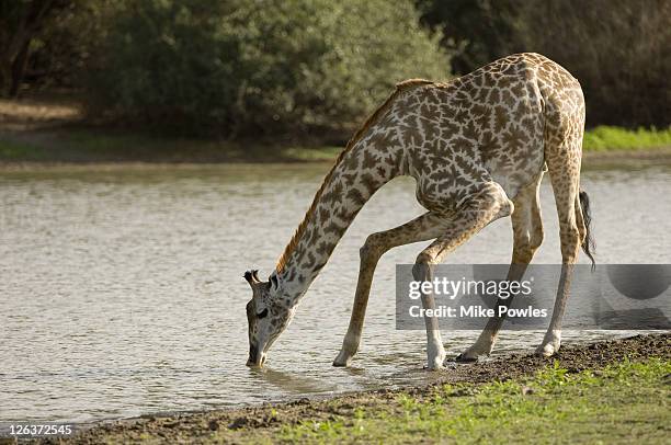 masai giraffe, giraffa camelopardalis tippelskirchi, adult bending down to drink from lake, selous game reserve, tanzania - selous game reserve stockfoto's en -beelden