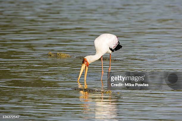 yellow-billed stork, mycteria ibis, adult fishing amongst crocodiles, selous game reserve, tanzania - selous game reserve stockfoto's en -beelden