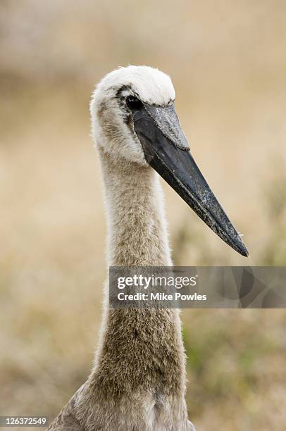 saddle-billed stork, ephippiorhynchus senegalensis, just fledged juvenile, selous game reserve, tanzania - selous game reserve stockfoto's en -beelden