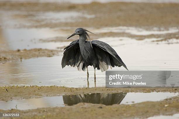 black heron, egretta ardesiaca, adult shade fishing, selous game reserve, tanzania (2 of 4) - game 2 2 stock pictures, royalty-free photos & images
