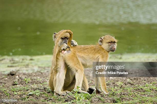 yellow baboon, papio cynocephalus, mutual grooming, selous game reserve, tanzania - selous game reserve stockfoto's en -beelden