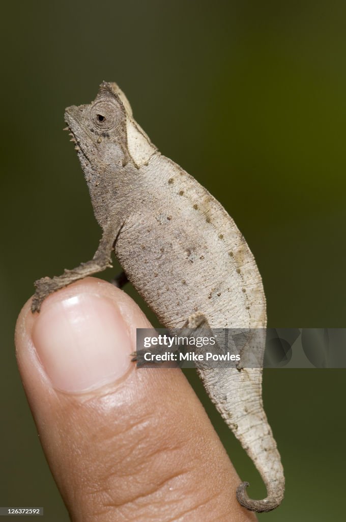 Pygmy stump-tailed chameleon, Brookesia minima, adult on man's index finger, Madagascar