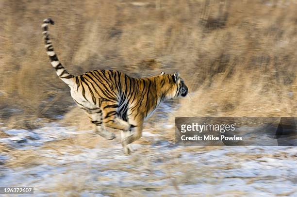 siberian tiger, panthera tigris altaica, adult running, harbin tiger park, china, semi-captive - tiger running stockfoto's en -beelden