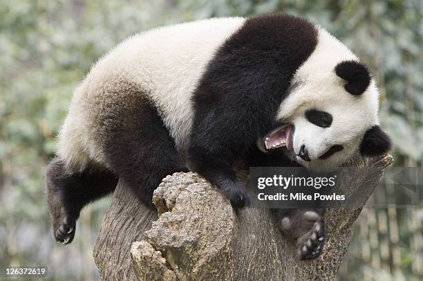 giant panda, ailuropoda melanoleuca, juvenile in tree relaxing and laughing, wolong giant panda research center, wolong national nature reserve, china, captive - national wildlife reserve stockfoto's en -beelden