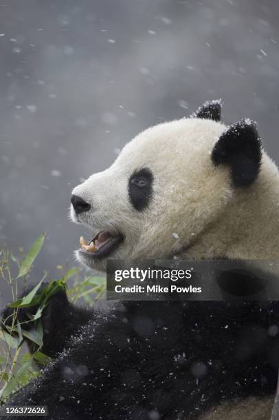 Panda Do In Stuff 52 Surprised Panda Stock Photos, High-Res Pictures, and Images - Getty ...