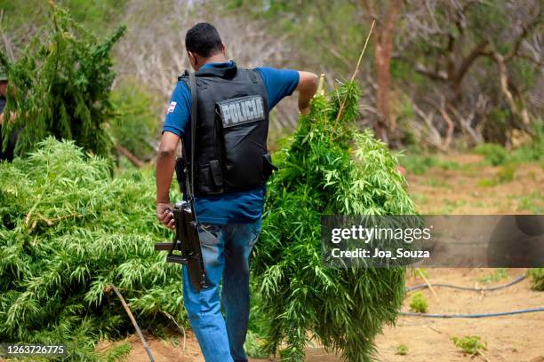 marijuana plantation in bahia - drug trafficking stock pictures, royalty-free photos & images