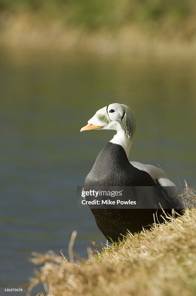 Spectacled Eider, Somateria fischeri, adult