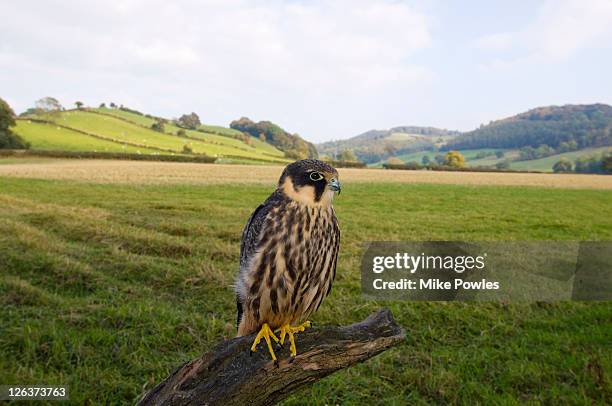 hobby (falco subbuteo) perched on stump, wales, uk - falco subbuteo stock pictures, royalty-free photos & images