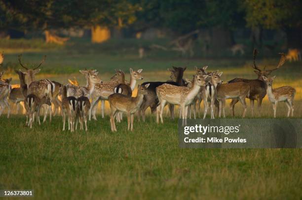 fallow deer (dama dama) norfolk, uk - fallow deer fotografías e imágenes de stock