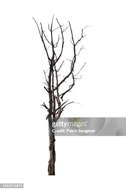 bare tree against isolated on white background. - twig stock pictures, royalty-free photos & images