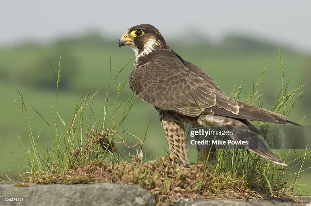 Peregrine Falcon (Falco peregrinus) on ground, UK
