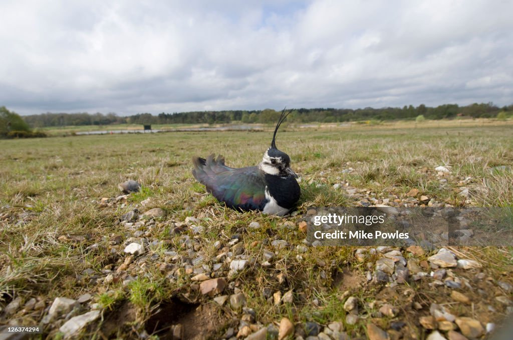 Lapwing, Vanellus vanellus, at nest, Norfolk UK