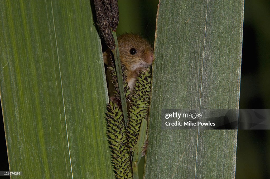 Harvest mouse (Micromys minutus) on reed leaves, Norfolk, UK