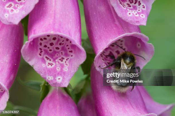 bumblebee in common foxglove (digitalis purpurea) flower, norfolk, uk - foxglove stock pictures, royalty-free photos & images