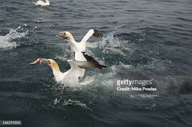 northern gannet, morus bassanus, catching fish, north berwick, scotland, uk - couple trapped stock pictures, royalty-free photos & images