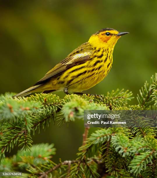 cape may warbler - warbler stock pictures, royalty-free photos & images