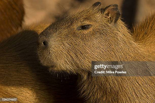 capybara (hydrochoerus hydrochaeris), paraguay river, western pantanal, brazil - capybara 個照片及圖片檔