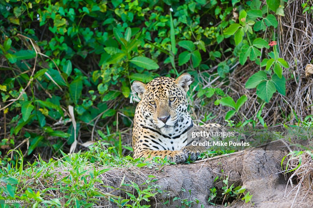 Jaguar (Panthera onca palustris), Paraguay River, Western Pantanal, Brazil