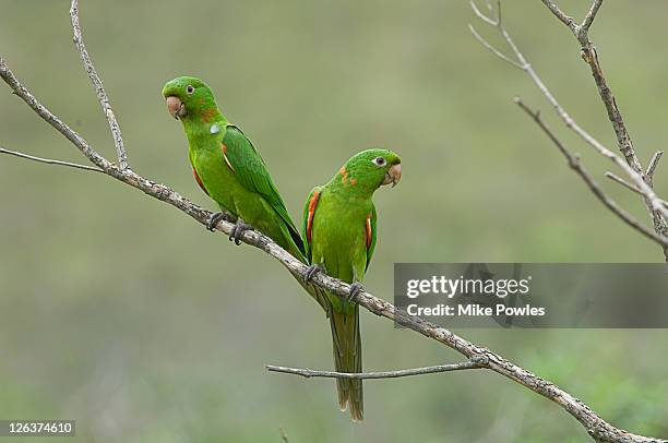 white-eyed parakeet (aratinga leucophthalma), serra da canastra national park, brazil - parc national de serra da canastra photos et images de collection